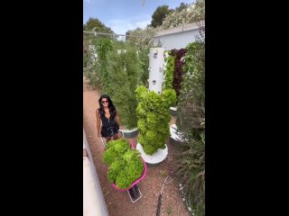 Современная система вертикального озеленения и выращивания (аэропонная грядка) (видео)