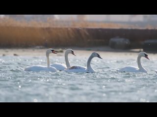 Видео от Хорена Гевондяна