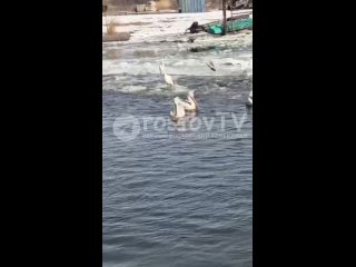 Пеликаны стали неотъемлемой частью водоемов Ростовской области.    Хотя увидеть их в этом южном крае можно в любое... (видео)