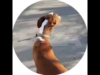 Пропавший пёс Блюм нашёлся  Благополучно завершилась история щенка породы ивисской борзой, который прокатился на... (видео)