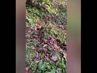 Природный заповедник Тисо-самшитовая роща - потрясающее место для прогулок и фотосессий🌸 С началом февраля, последним... (видео)