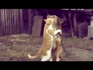 Epic Funny Cats 20 minutes