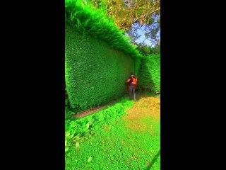 Ландшафтные дизайнеры создают невероятное, освобождая постройки от заросшей травы.   С помощью специальных инструментов... (видео)