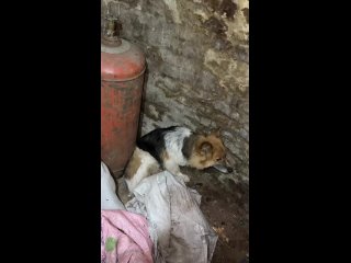 🙏🏻 Собака охраняет тела своих убитых оккупантами хозяев   Душераздирающая картина: В Суджанском районе Курской... (видео)