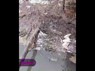Под Краснодаром местные жители заметили сброс нечистот в рисовый канал — погибло большое количество птиц, живущих у... (видео)