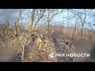 🇷🇺 Десантники выбивают остатки оккупантов из Курской области    Подразделения ВДВ по нескольким направлениям выбивают... (видео)
