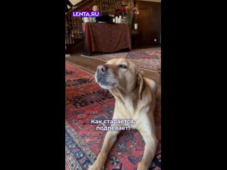 Перед вами пушистый любитель классической музыки.   Ставьте ❤ псу за старания!   #лентадобра@lentaru  ... (видео)