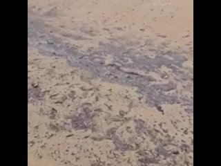 АНАПУ СНОВА НАКРЫЛО МАЗУТОМ 😨  Шторм выбросил нефтепродукты на пляжи курортных баз и санаториев. Пострадали, как... (видео)