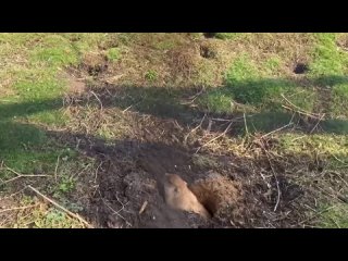 🦫 В московском зоопарке пробудились после спячки степные сурки.   Эти животные вышли из спячки в середине марта.... (видео)