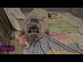 От лап собак — в заботливые руки: во Владивостоке спасли тюлененка    В акватории Владивостока на берег вынесло... (видео)