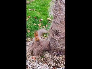Замечена очень хозяйственная белка 🐿. Всё лишнее уносит в неизвестном направлении.  📍Сочи  🎥 автор отзовись)) (видео)
