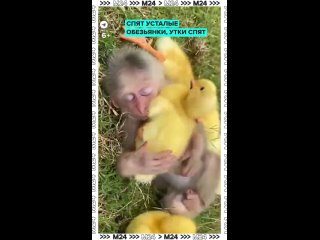 Жарких выходных в квартире... Коммунальщики отчетались что убавили градус со 100 до 75... Но батареи шпарят как в в... - Игорь Крылов