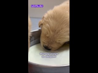 Малыш уснул прямо за обедом. Распространите!     #лентадобра@lentaru    ... (видео)