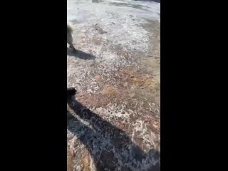 В Тыве было поймано около 1500 собак. Люди в гневе.  Противостояние достигло критической точки: защитники животных... (видео)