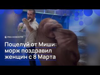 Морж Миша из Приморского океанариума поздравил россиянок с Международным женским днем и послал им воздушный поцелуй.... (видео)