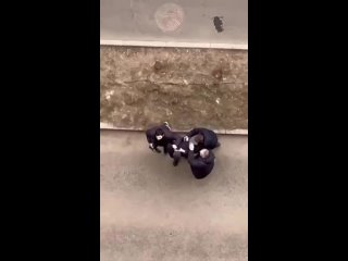 В жилом комплексе «Лефортово Парк» жители услышали звуки выстрелов, а затем заметили мужчину с пистолетом возле дома.  ... (видео)