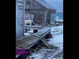 «Ты задолбал, ушел отсюда!» — русская женщина не смутилась белого медведя и погнала того лопатой и командным голосом... (видео)