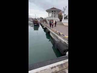 Медуза корнерот замечена в морпорту Сочи  Не пугайтесь, наши медузы не утащат Вас и не парализуют, но свои особенности... (видео)