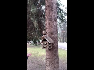 Где покормить белочек в Петербурге?    1. Парк ЦПКиО им. С.М. Кирова  2. Удельный парк  3. Парк Сосновка  4.... (видео)