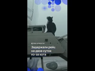 Кот задержал рейс из Рима на два дня. Пассажиры Boeing 737 Ryanair услышали мяуканье во время посадки. Пушистый... (видео)