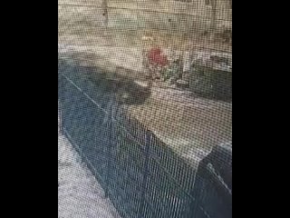 Житель Волжского со своим чадом выбросили на помойку пса с простреленной головой — собака в критическом состоянии в... (видео)