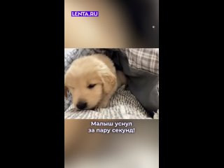 Щенок занимался важными собачьими делами, но споткнулся, упал и уснул.  И кто его осудит? Точно не мы ... (видео)