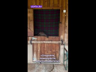 На видео — тот самый детсадовец, который отказывается спать в тихий час, потому что «уже взрослый».    Малыш, набирайся... (видео)