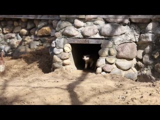 С наступлением тепла сурикаты из Московского зоопарка переехали в уличный вольер.  Все 11 пушистиков дружно выбежали на... (видео)