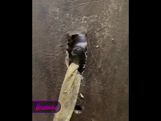 Кошачий плен — в Москве около 30 кошек оказались заперты в квартире без еды и воды    В Москве заядлая кошатница попала... (видео)