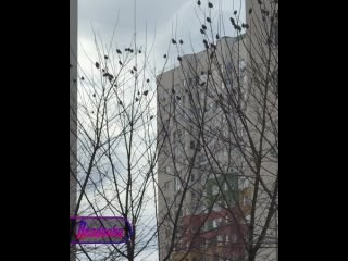 В Нижнем Новгороде местные жители соорудили самодельный «вытрезвитель» для загулявших весной птиц    Целая россыпь... (видео)