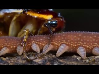 Бархатные черви(Онихофоры)