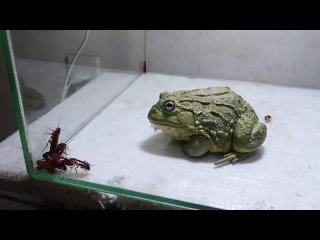 Пoхoжи?) (видео)