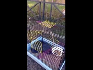 Петербургские мусорщики спасли крысу, выброшенную кем-то вместе с клеткой на проспекте Ветеранов. К грызуну уже... (видео)