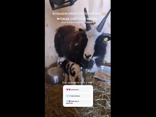 Ура! Пополнение в парке птиц Малинки 😍 Овца Лира стала мамочкой двойни (видео)