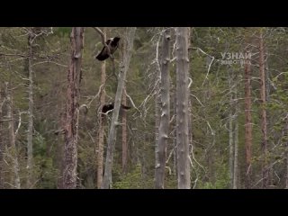ВОЛКИ – хитрые, умные и очень опасные хищники! Волки пр