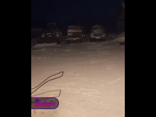 Обстановка в Приморье — тигр прямо из-под носа хозяина пытался утащить собаку, но человек оказался смекалистее  В этом... (видео)