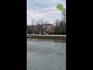 🪶 Цапли станцевали в центре  Сочи 🪶  Двух белоснежных красавиц запечатлели с набережной у пешеходного моста... (видео)