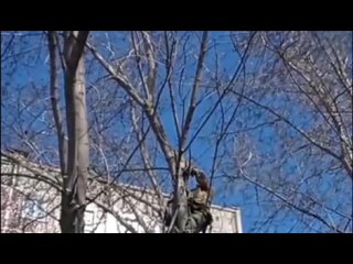 Новосибирец спас кота с дерева высотой с пятиэтажку  История случилась утром 18 апреля у дома на улице Железнодорожная,... (видео)