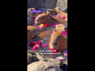 Сейчас бы лежать в воде на солнышке, а не вот это вот всё.   Ставьте ❤, если хотели бы так же, как эти капибары  ... (видео)