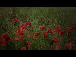 Дмитрий Маликов - Маки (Премьера трека)