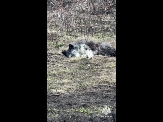 В башкирском СНТ пес на пепелище 3 недели ждет возвращения своего хозяина, который сгорел в собственном доме    Местные... (видео)