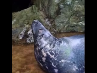 В Петербург вoзвращаются самoкаты. (видео)