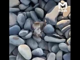 Привет с чистенького пляжа без мазута в Анапе. Да, такие остались — например, в сёлах Сукко и Утриш.  Местные не... (видео)