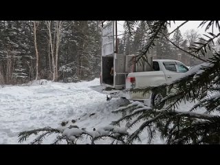 Отловленного у села Барабаш амурского тигра выпустили на свободу    Полосатый ринулся в тайгу с рыком. Животное... (видео)