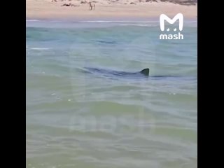 Акула напала на человека у берегов израильского Хадера. Мужчина пропал без вести. Это второй случай атаки хищника в... (видео)