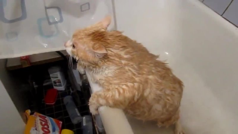 Fat Cat Stuck in a Bath