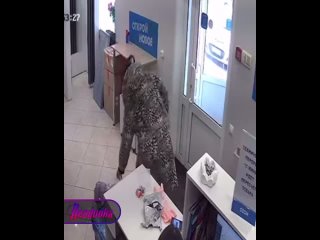 Нерадивая хозяйка из Нижегородской области швырнула маленькую собачку об пол в пункте выдачи посылок    В Кстово... (видео)