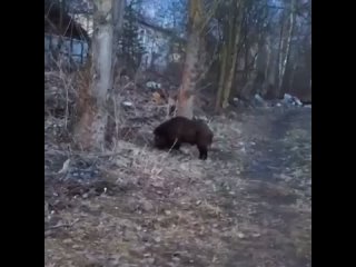 В Лисем Носу заметили дикого кабана  Этих животных все чаще замечают в окрестностях. Кто-то из местных жителей с... (видео)
