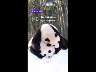 Боже, ну какая милота! Обожаю пандочек🥰 - Анна Южная