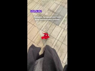 Для микрособак🤣 - Эльдар Маннанов